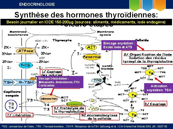 ENDOCRINOLOGIE Synthèse des hormones thyroïdiennes: Besoin journalier en IODE 150 -200µg (sources: aliments, médicaments,