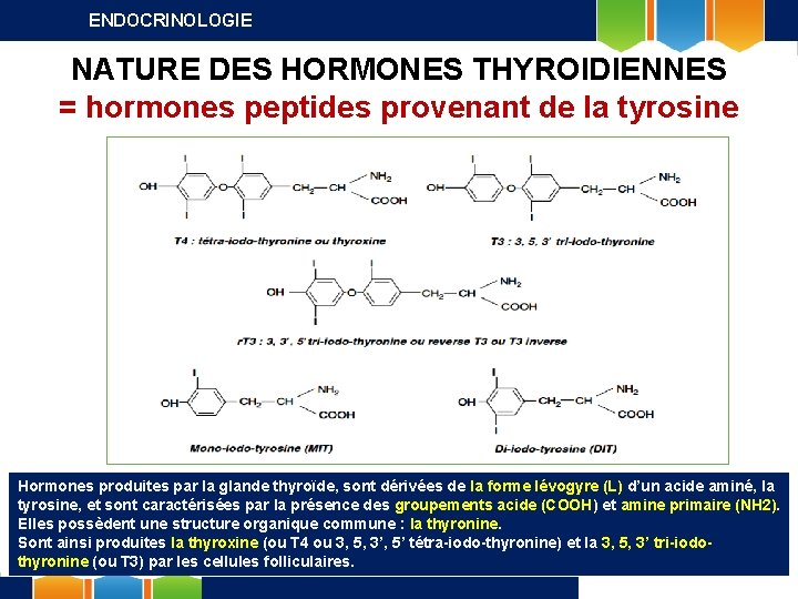 ENDOCRINOLOGIE NATURE DES HORMONES THYROÏDIENNES = hormones peptides provenant de la tyrosine Hormones produites