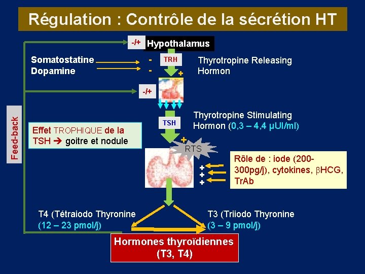 Régulation : Contrôle de la sécrétion HT -/+ Hypothalamus - Somatostatine Dopamine Thyrotropine Releasing