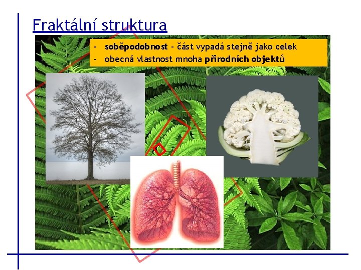 Fraktální struktura - soběpodobnost - část vypadá stejně jako celek - obecná vlastnost mnoha