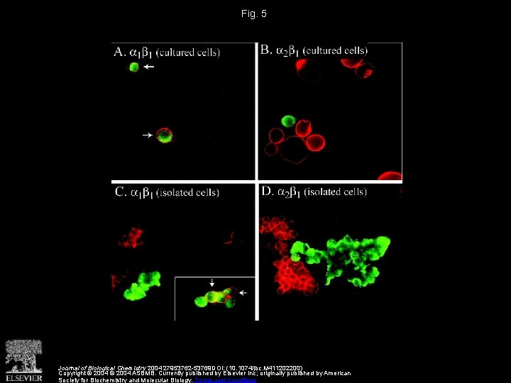 Fig. 5 Journal of Biological Chemistry 2004 27953762 -53769 DOI: (10. 1074/jbc. M 411202200)