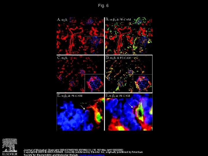 Fig. 6 Journal of Biological Chemistry 2004 27953762 -53769 DOI: (10. 1074/jbc. M 411202200)