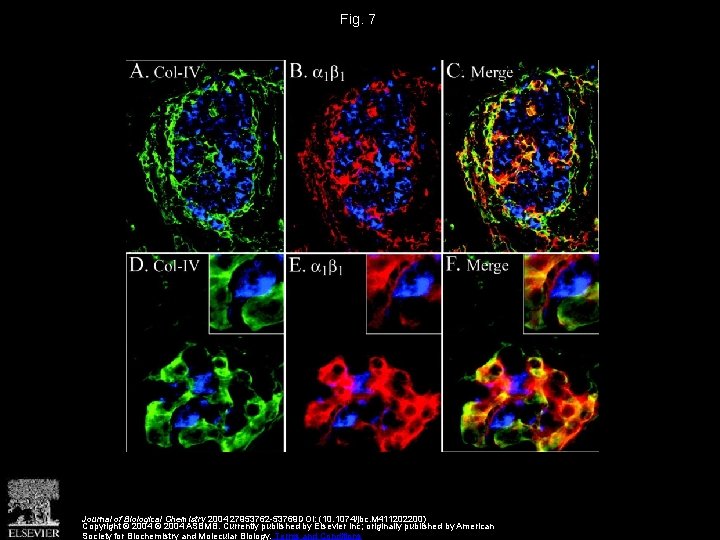 Fig. 7 Journal of Biological Chemistry 2004 27953762 -53769 DOI: (10. 1074/jbc. M 411202200)