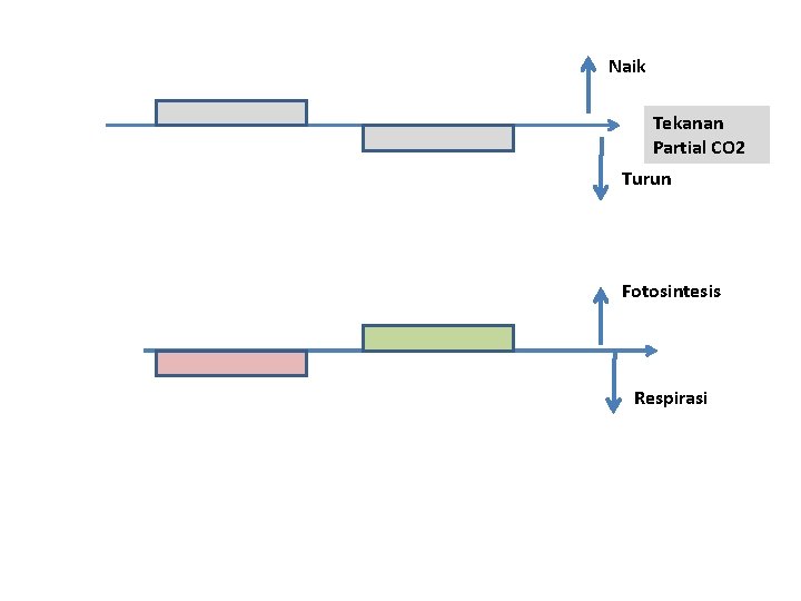 Naik Tekanan Partial CO 2 Turun Fotosintesis Respirasi 