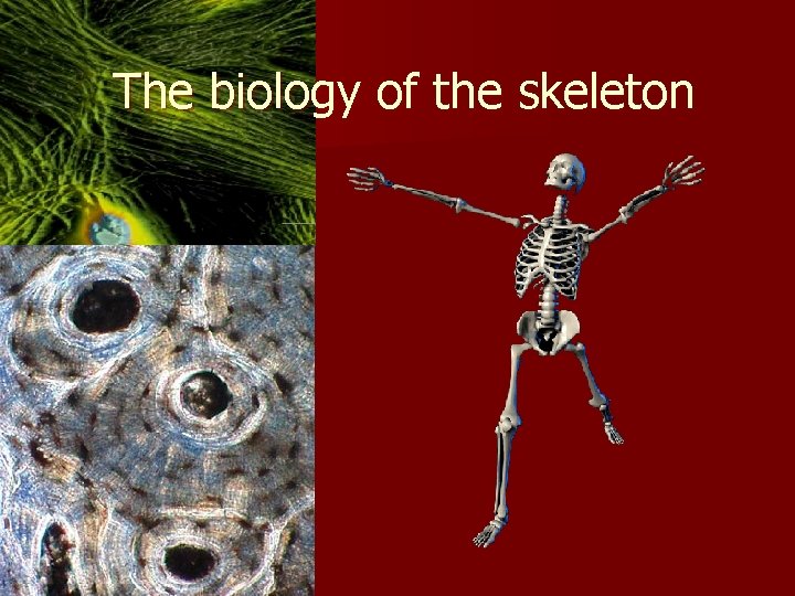 The biology of the skeleton 