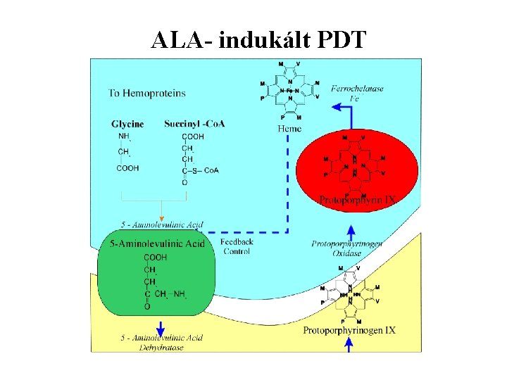 ALA- indukált PDT 