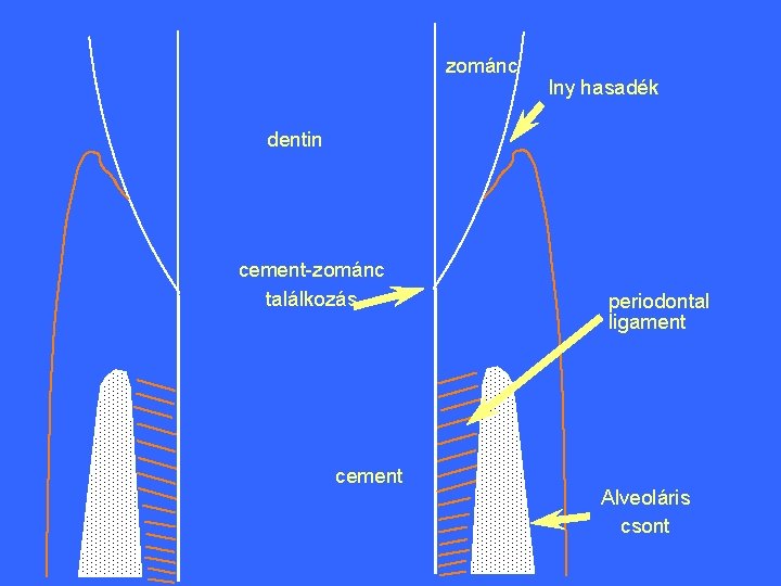 zománc Iny hasadék dentin cement-zománc találkozás cement periodontal ligament Alveoláris csont 