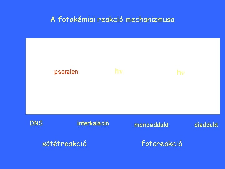 A fotokémiai reakció mechanizmusa psoralen DNS interkaláció sötétreakció hn hn monoaddukt fotoreakció diaddukt 