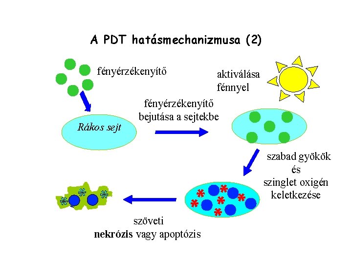 A PDT hatásmechanizmusa (2) fényérzékenyítő Rákos sejt aktiválása fénnyel fényérzékenyítő bejutása a sejtekbe szabad