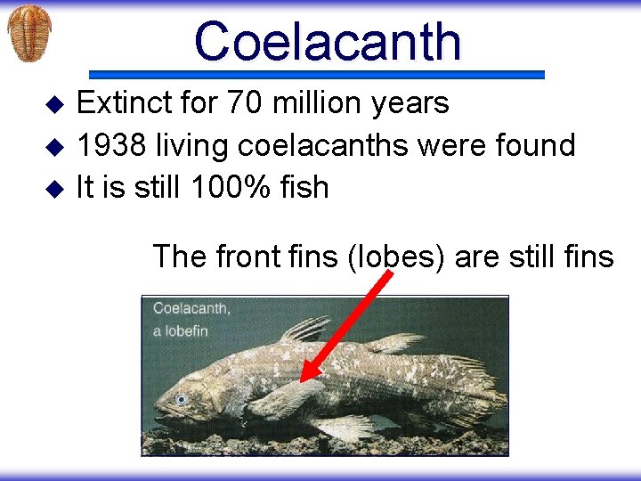 Coelacanth Extinct for 70 million years u 1938 living coelacanths were found u It