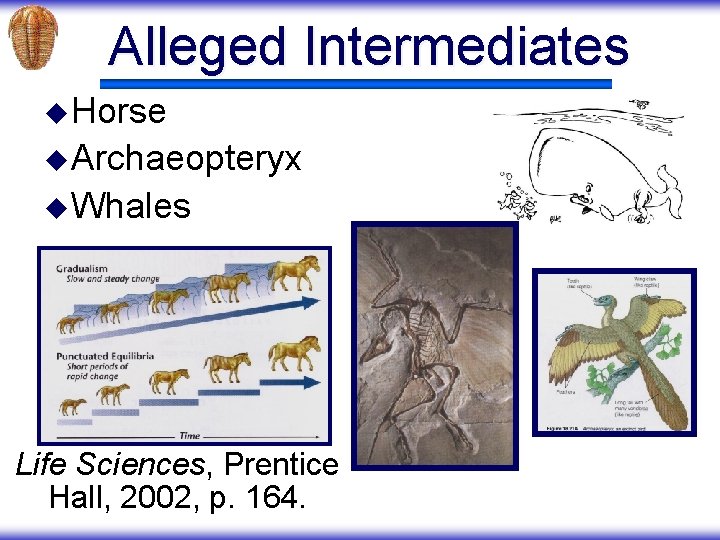Alleged Intermediates u Horse u Archaeopteryx u Whales Life Sciences, Prentice Hall, 2002, p.