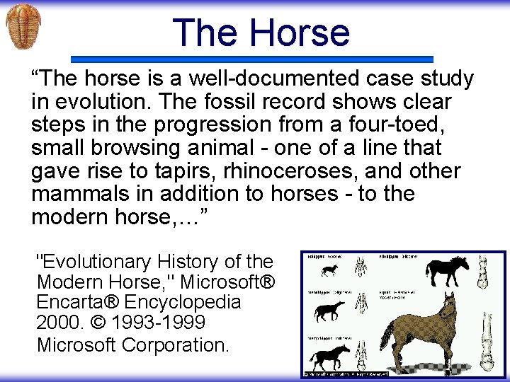 The Horse “The horse is a well-documented case study in evolution. The fossil record