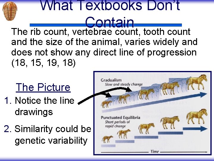 What Textbooks Don’t Contain The rib count, vertebrae count, tooth count and the size