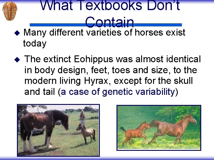 What Textbooks Don’t Contain u Many different varieties of horses exist today u The