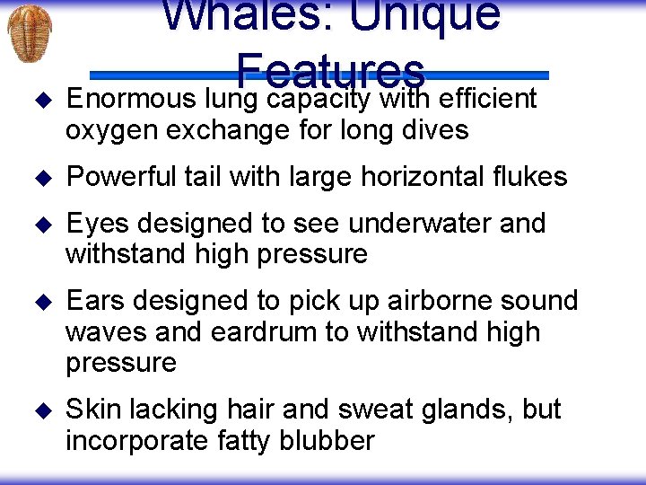 Whales: Unique Features u Enormous lung capacity with efficient oxygen exchange for long dives