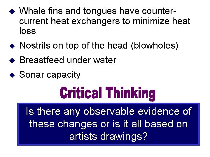u Whale fins and tongues have countercurrent heat exchangers to minimize heat loss u