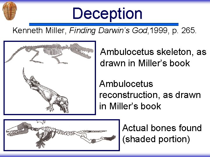 Deception Kenneth Miller, Finding Darwin’s God, 1999, p. 265. Ambulocetus skeleton, as drawn in