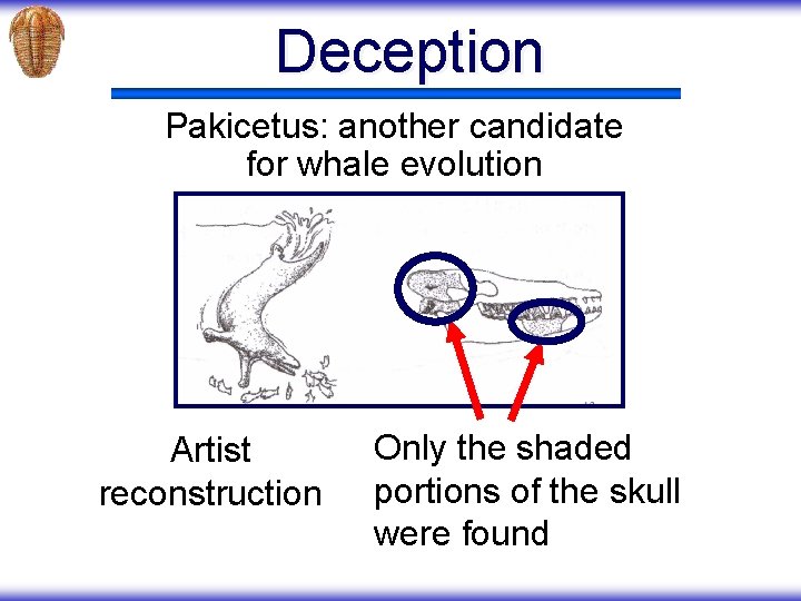 Deception Pakicetus: another candidate for whale evolution Artist reconstruction Only the shaded portions of