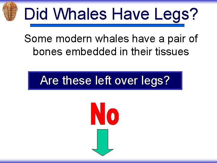 Did Whales Have Legs? Some modern whales have a pair of bones embedded in