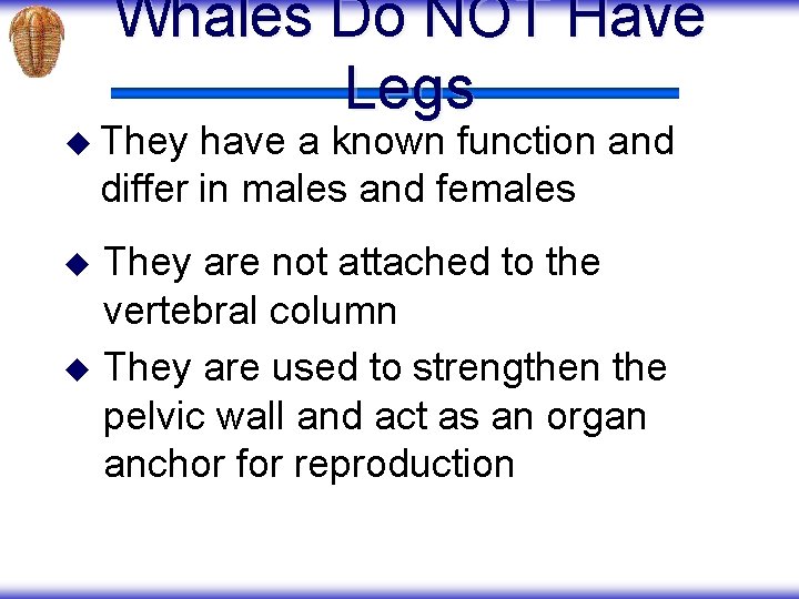 Whales Do NOT Have Legs u They have a known function and differ in