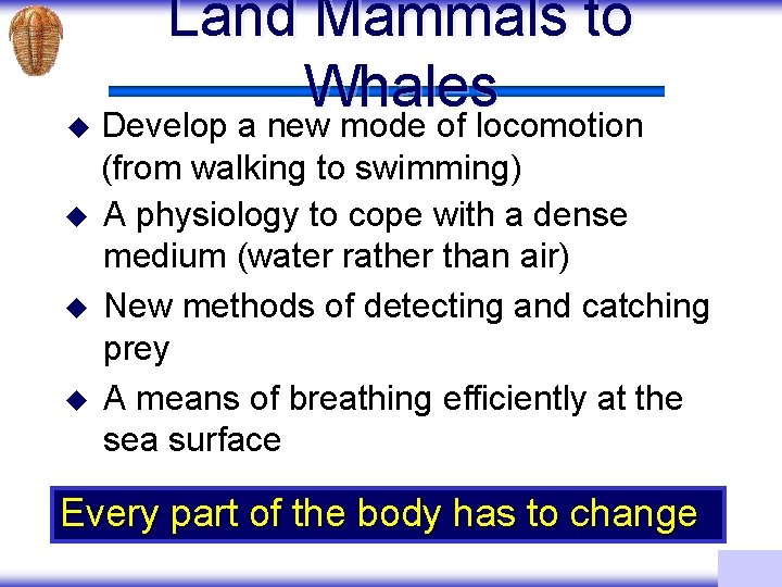 Land Mammals to Whales u Develop a new mode of locomotion u u u
