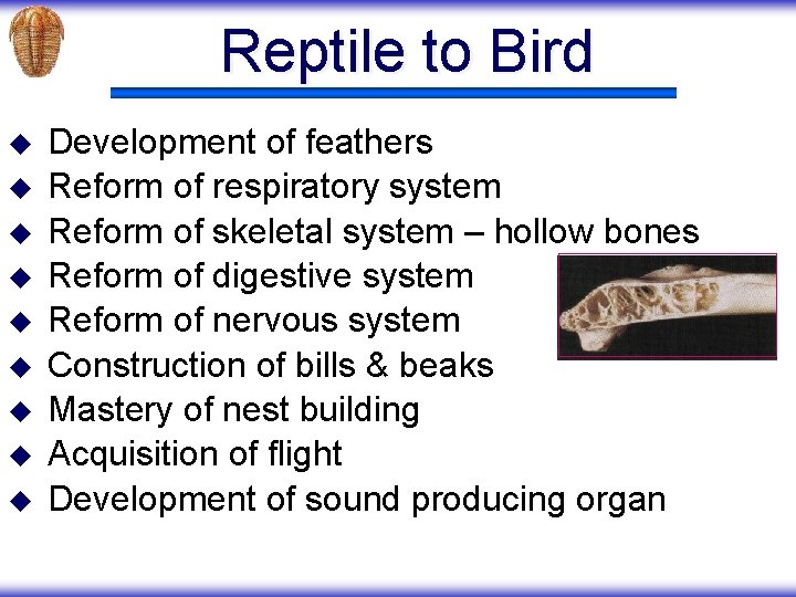 Reptile to Bird u u u u u Development of feathers Reform of respiratory