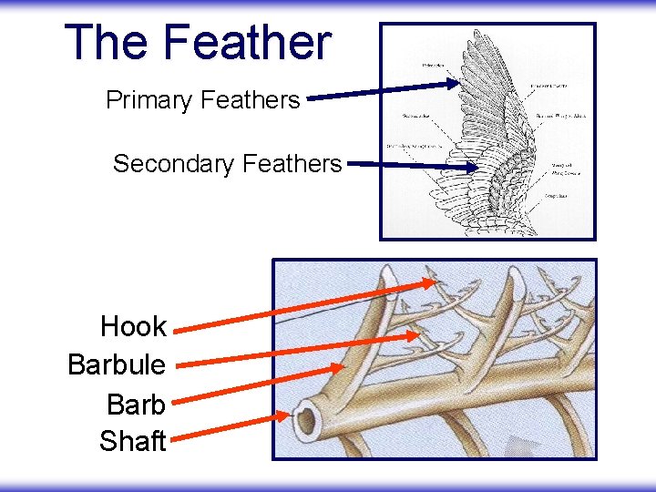 The Feather Primary Feathers Secondary Feathers Hook Barbule Barb Shaft 