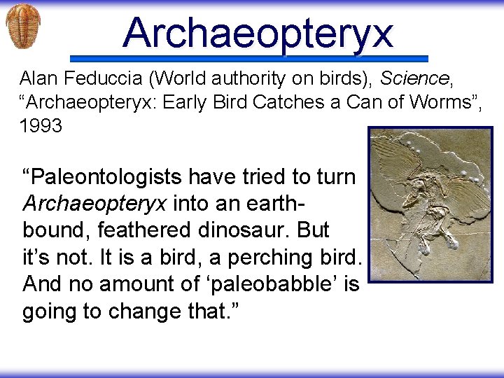 Archaeopteryx Alan Feduccia (World authority on birds), Science, “Archaeopteryx: Early Bird Catches a Can