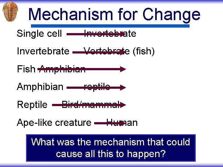 Mechanism for Change Single cell Invertebrate Vertebrate (fish) Fish Amphibian Reptile reptile Bird/mammal Ape-like