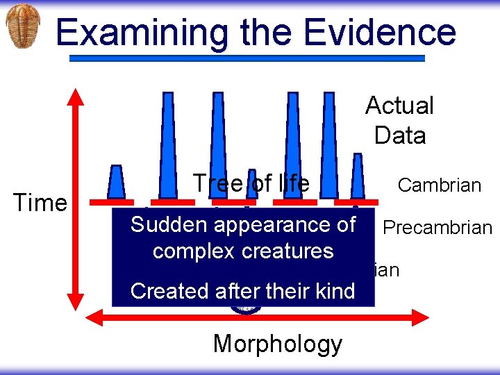 Examining the Evidence Actual Data Time Tree of life Sudden appearance of complex creatures
