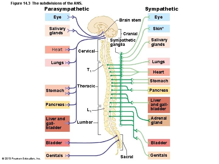 Figure 14. 3 The subdivisions of the ANS. Parasympathetic Eye Sympathetic Brain stem Salivary