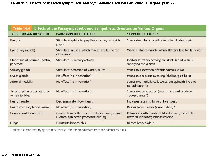 Table 14. 4 Effects of the Parasympathetic and Sympathetic Divisions on Various Organs (1