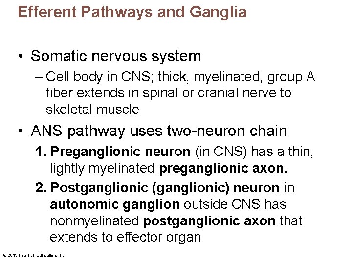 Efferent Pathways and Ganglia • Somatic nervous system – Cell body in CNS; thick,