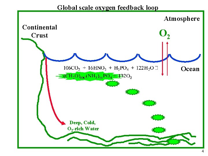Global scale oxygen feedback loop Atmosphere Continental Crust O 2 Ocean Deep, Cold, O