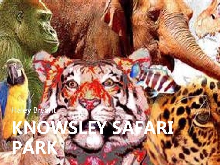 Haley Bryant KNOWSLEY SAFARI PARK 