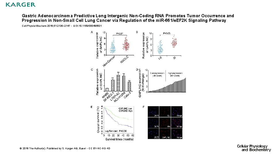 Gastric Adenocarcinoma Predictive Long Intergenic Non-Coding RNA Promotes Tumor Occurrence and Progression in Non-Small