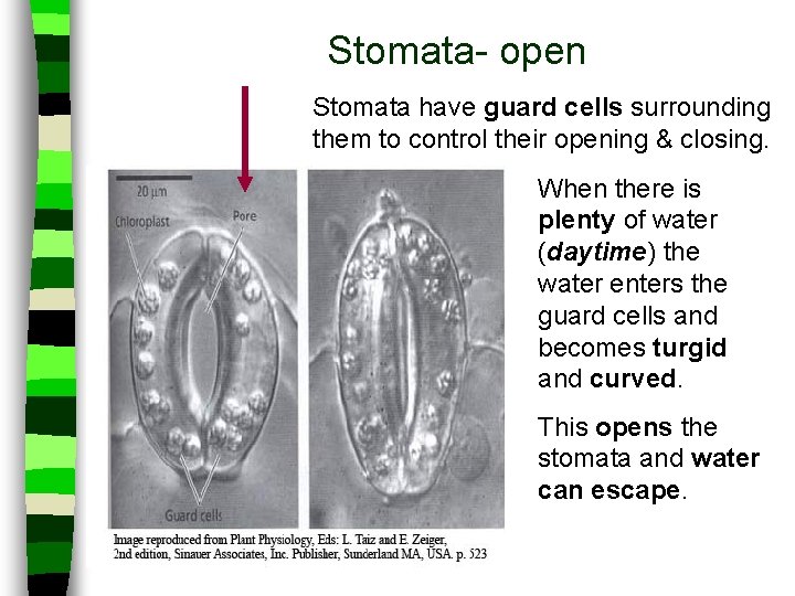 Stomata- open Stomata have guard cells surrounding them to control their opening & closing.