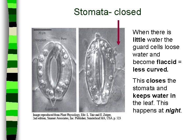 Stomata- closed When there is little water the guard cells loose water and become