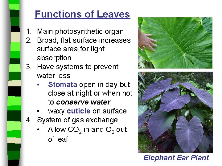 Functions of Leaves 1. Main photosynthetic organ 2. Broad, flat surface increases surface area