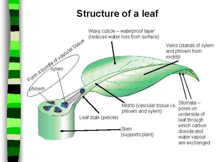 Structure of a leaf e la va f o rm o F a u