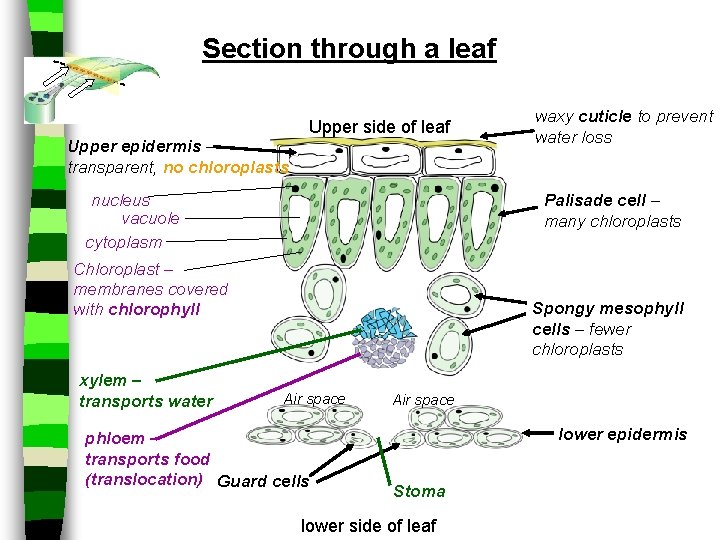 Section through a leaf Upper epidermis – transparent, no chloroplasts Upper side of leaf