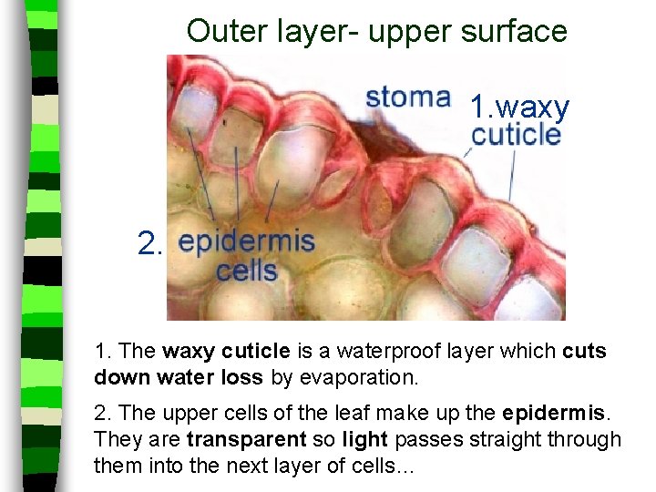 Outer layer- upper surface 1. waxy 2. 1. The waxy cuticle is a waterproof