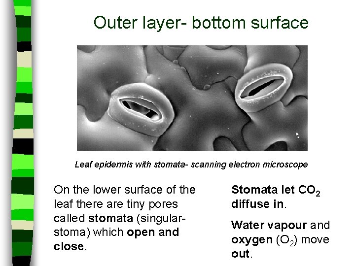 Outer layer- bottom surface Leaf epidermis with stomata- scanning electron microscope On the lower