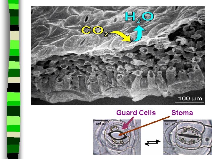 Guard Cells Stoma 