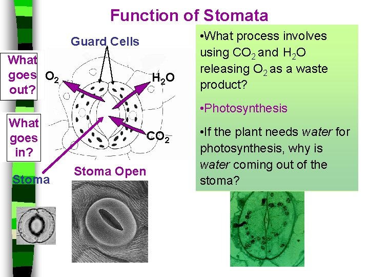 Function of Stomata Guard Cells What goes O 2 out? H 2 O •