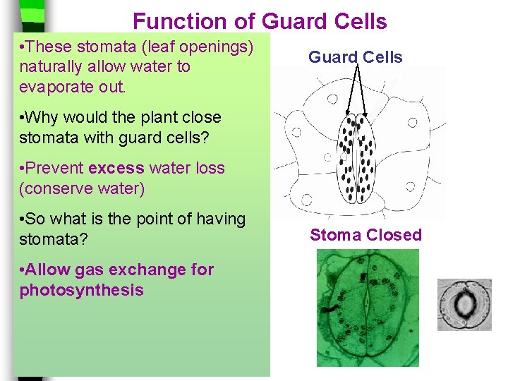 Function of Guard Cells • These stomata (leaf openings) Guard Cells naturally allow water