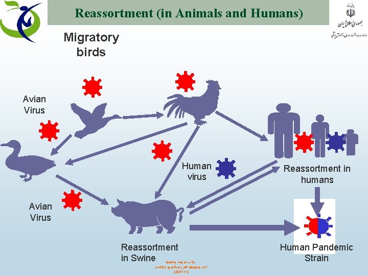 Reassortment (in Animals and Humans) Migratory birds Avian Virus Human virus Reassortment in humans