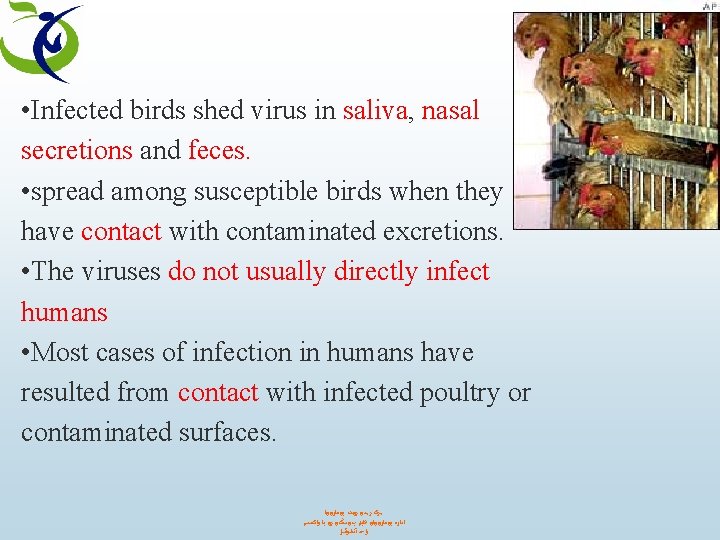  • Infected birds shed virus in saliva, nasal secretions and feces. • spread