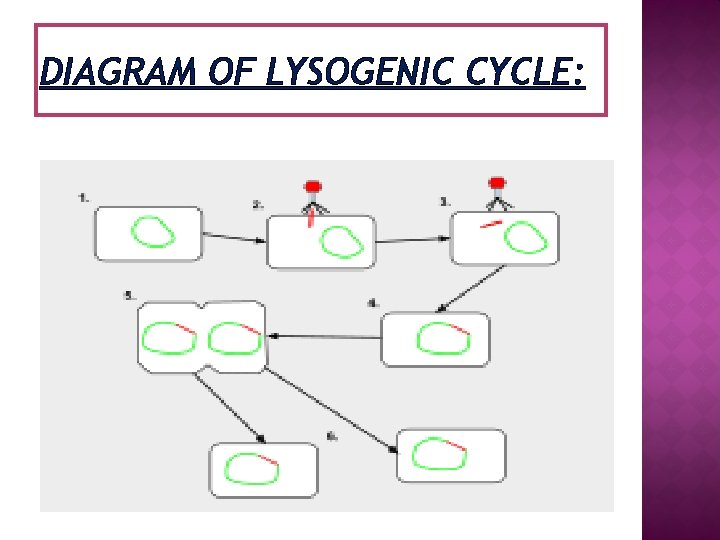 DIAGRAM OF LYSOGENIC CYCLE: 