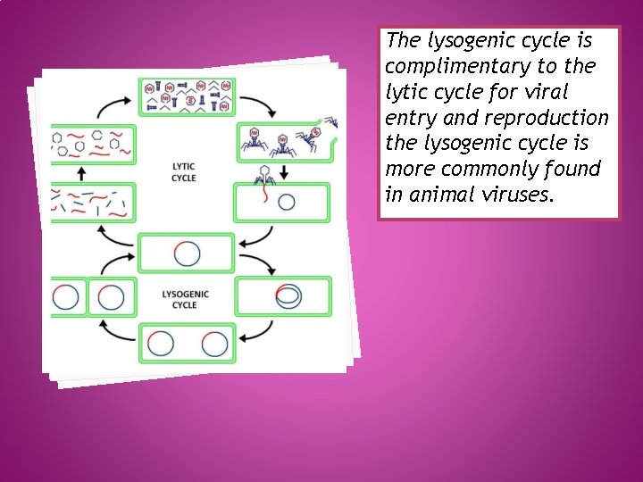 The lysogenic cycle is complimentary to the lytic cycle for viral entry and reproduction